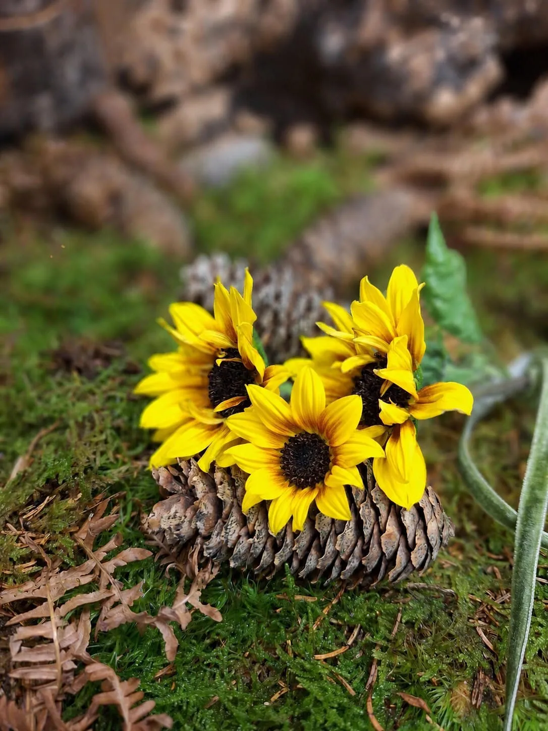 Sonnenblume